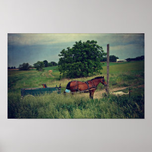 Póster Amish Horse Waiting