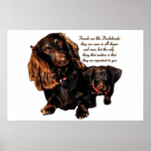 Póster Amistad del Dachshund
