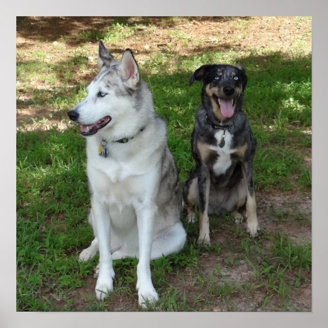 Póster Amistad entre Catahoula y Perro Ausky (Frente)