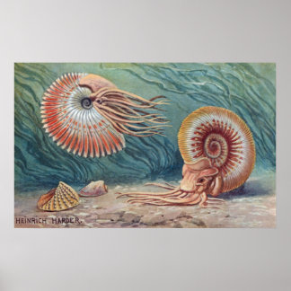 Póster Ammonites