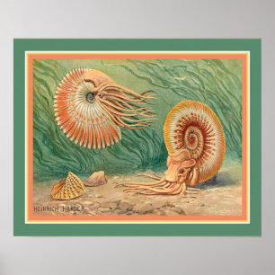 Póster "Ammonoid" de Heinrich Harder aproximadamente 1916