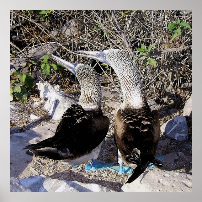 Póster ¡Amo A Los Boobies! (Frente)