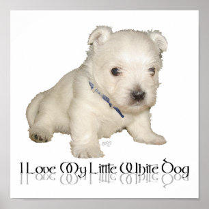 Póster Amo a mi pequeño perro blanco - cachorro Westie