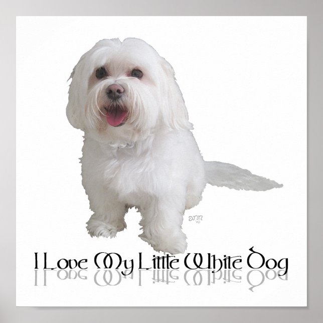 Póster Amo a mi pequeño perro blanco - Havanés (Frente)