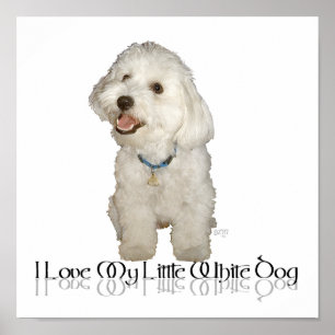 Póster Amo a mi pequeño perro blanco - Havanés