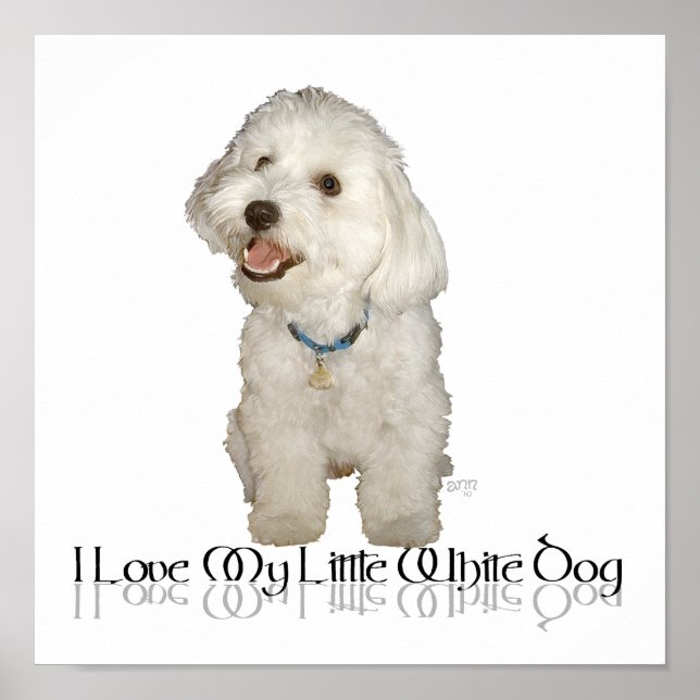 Póster Amo a mi pequeño perro blanco - Havanés (Frente)