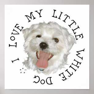 Póster Amo a mi pequeño perro blanco Maltés