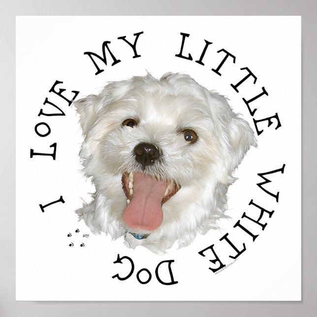 Póster Amo a mi pequeño perro blanco Maltés (Frente)