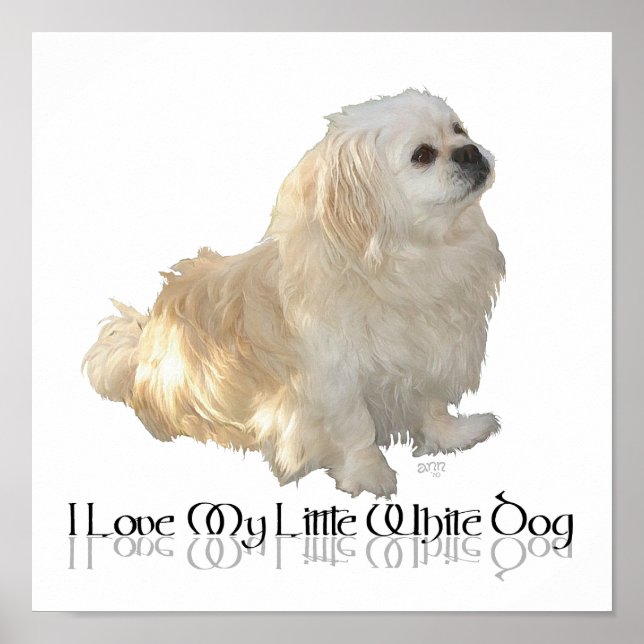 Póster Amo a mi pequeño perro blanco - Pekingese ! (Frente)