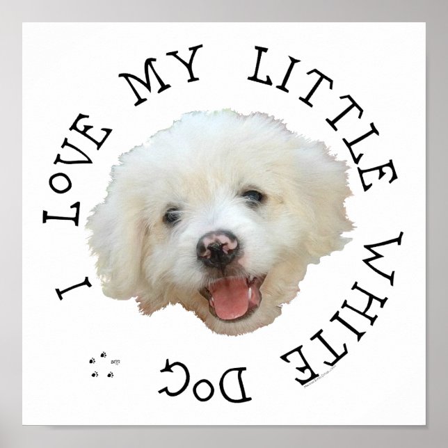 Póster Amo a mi pequeño perro blanco rescatado (Frente)