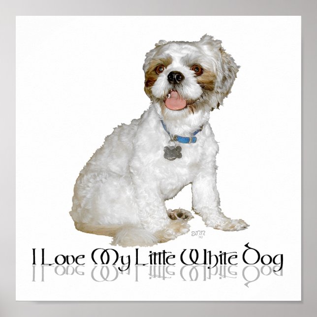 Póster Amo a mi pequeño perro blanco - Shih Tzu (Frente)