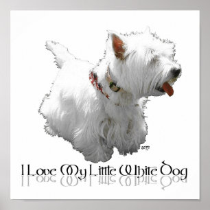 Póster Amo a mi pequeño perro blanco - Westie