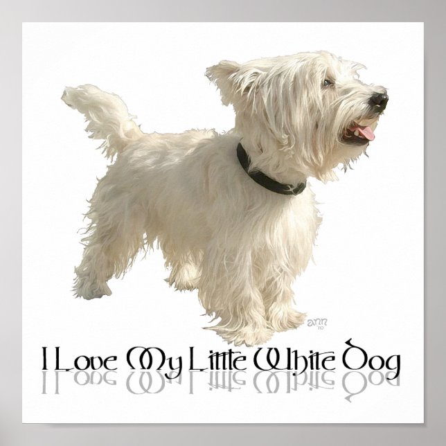 Póster Amo a mi pequeño perro blanco - Westie (Frente)