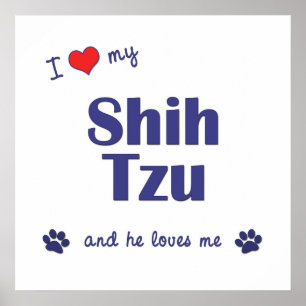 Póster Amo a mi Shih Tzu (el perro masculino)