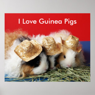 Póster Amo al Poster de cerdos de Guinea