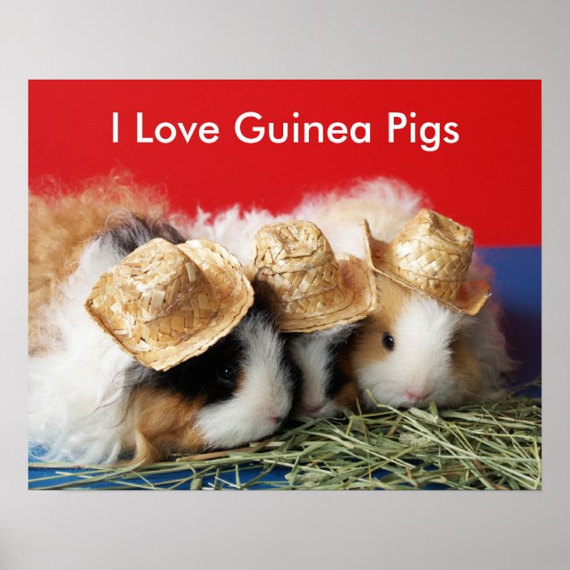 Póster Amo al Poster de cerdos de Guinea (Frente)