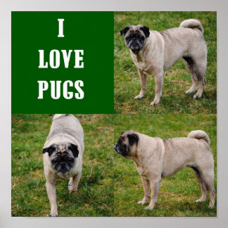 Póster Amo al Poster Pugs