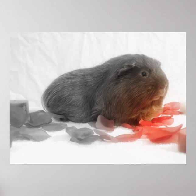 Póster Amo del Cerdo de Guinea (Frente)