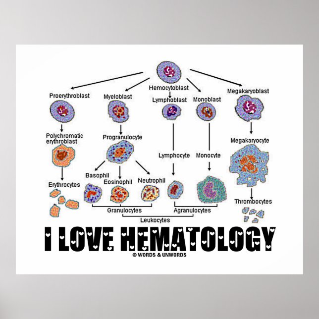 Póster Amo la Hematología Lineaje de Células Sanguíneas (Frente)