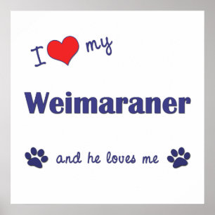 Póster Amo Mi Weimaraner (Perro Masculino)
