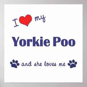 Póster Amo Mi Yorkie Poo (Perro femenino)