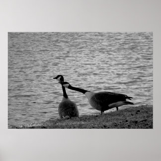 Póster Amo pájaros Poster B&W medio