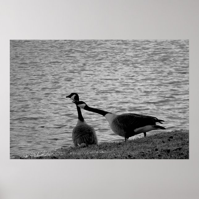 Póster Amo pájaros Poster B&W medio (Frente)