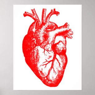 Póster Amo / Yo la anatomía cardiaca