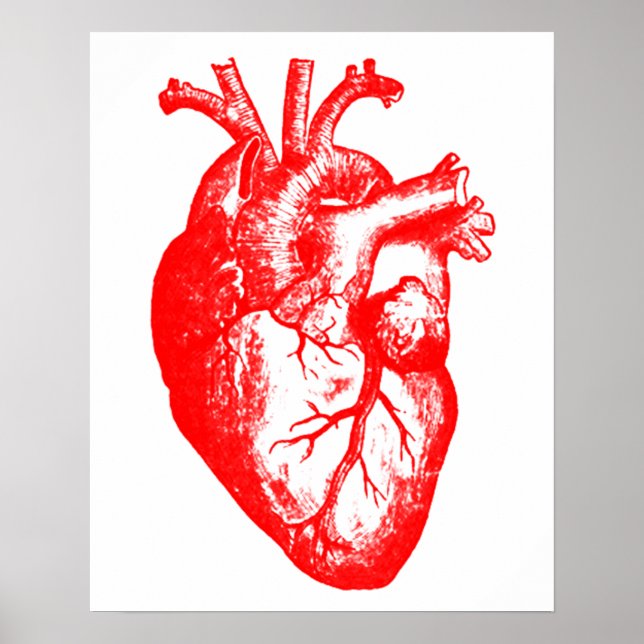 Póster Amo / Yo la anatomía cardiaca (Frente)