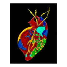 Amoeba Minx: Todos los tontos