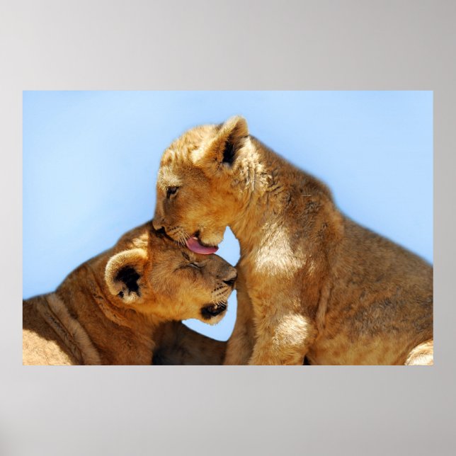 Póster Amor a los leones bebés (Frente)