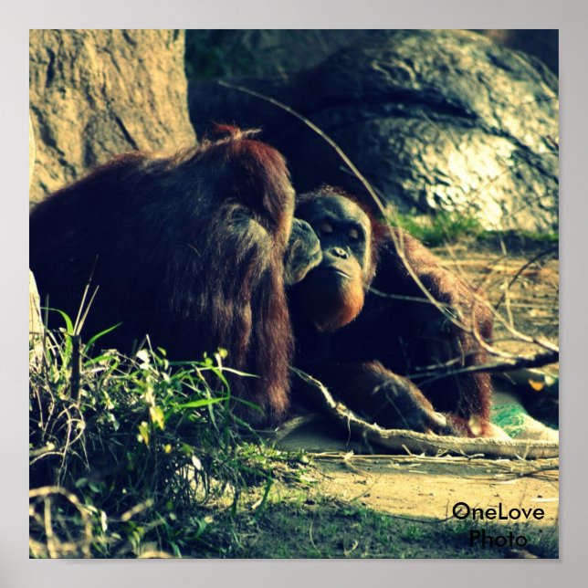 Póster Amor a los monos (Frente)