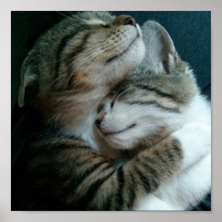 Póster Amor al gato