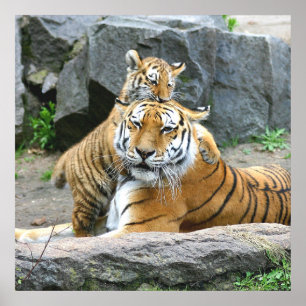 Póster Amor Al Tigre Y Al Cubo