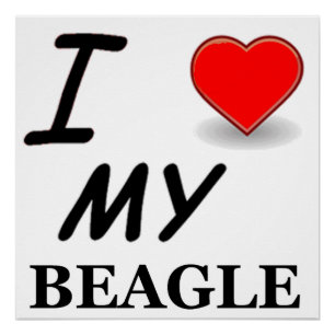 Póster amor beagle