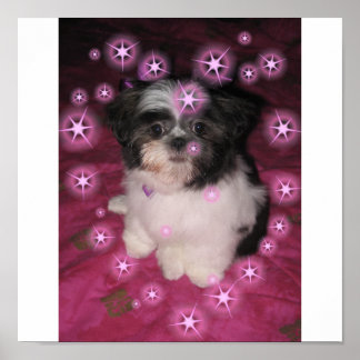 Póster Amor Cachorro - Poster