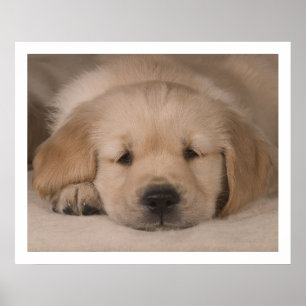 Póster Amor Cachorro. Poster por cARTerART