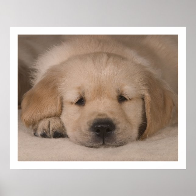 Póster Amor Cachorro. Poster por cARTerART (Frente)