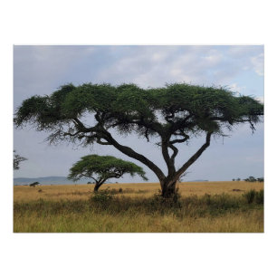 Póster Amor de árbol