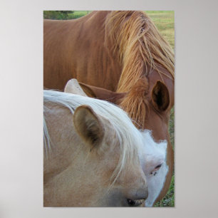 Póster Amor de caballo