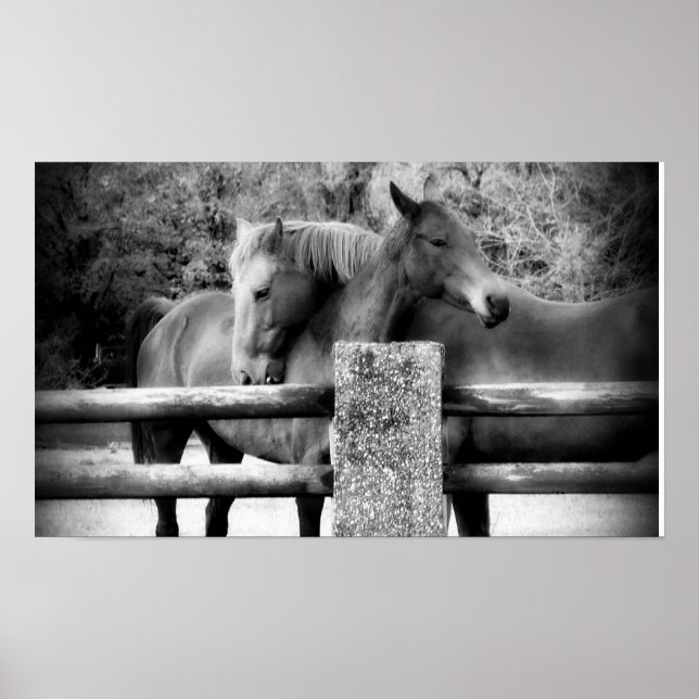 Póster ¡Amor de caballo! Dos caballos abrazando (Frente)