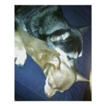 Amor de cachorro