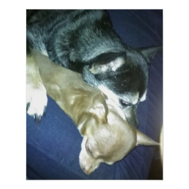 Póster Amor de cachorro (Anverso)