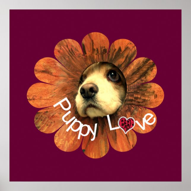 Póster Amor de Cachorro (Frente)