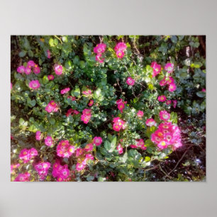 Póster Amor de Rosa