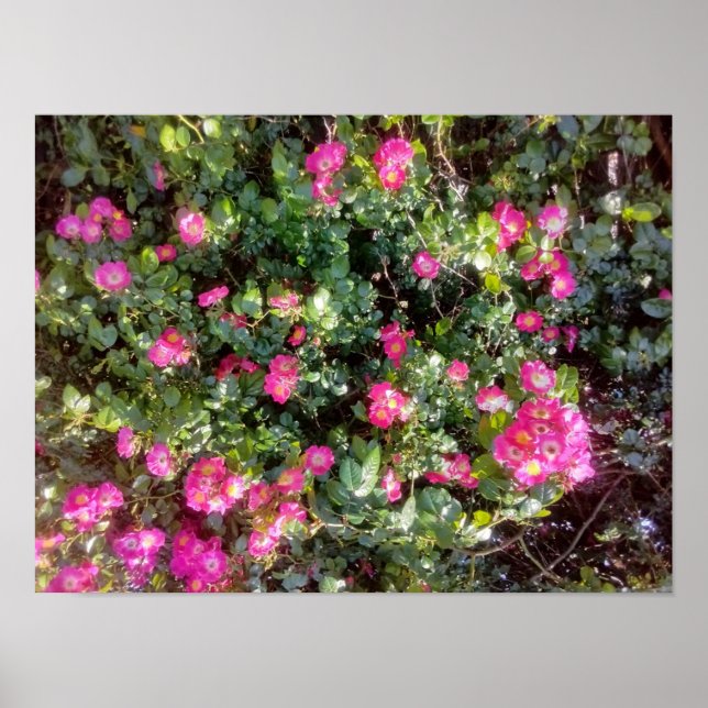 Póster Amor de Rosa (Frente)