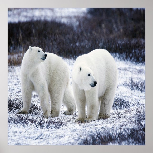 Póster Amor del oso polar (Frente)