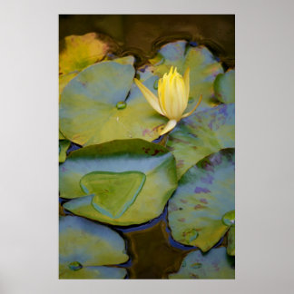 Póster Amor en una lirio de agua