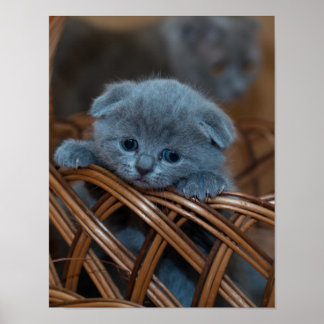 Póster Amor gatito