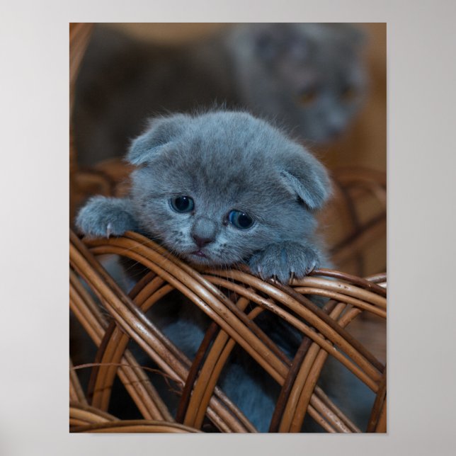 Póster Amor gatito (Frente)
